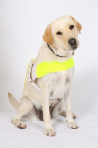 Guide dog in harness